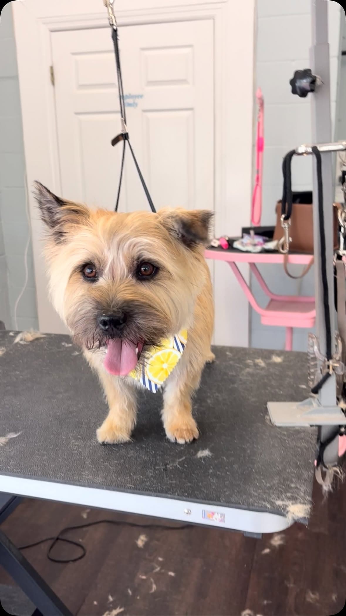 Wheaten cairn terrier with a lemon-print bandana standing on the grooming table, tongue out