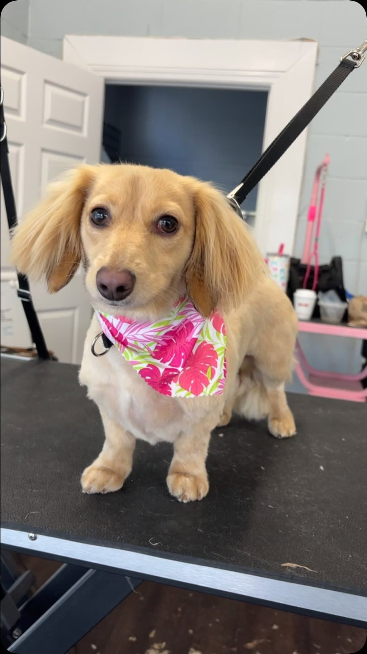Cream long-haired dachshund in a pink tropical-leaf bandana after a tidy trim