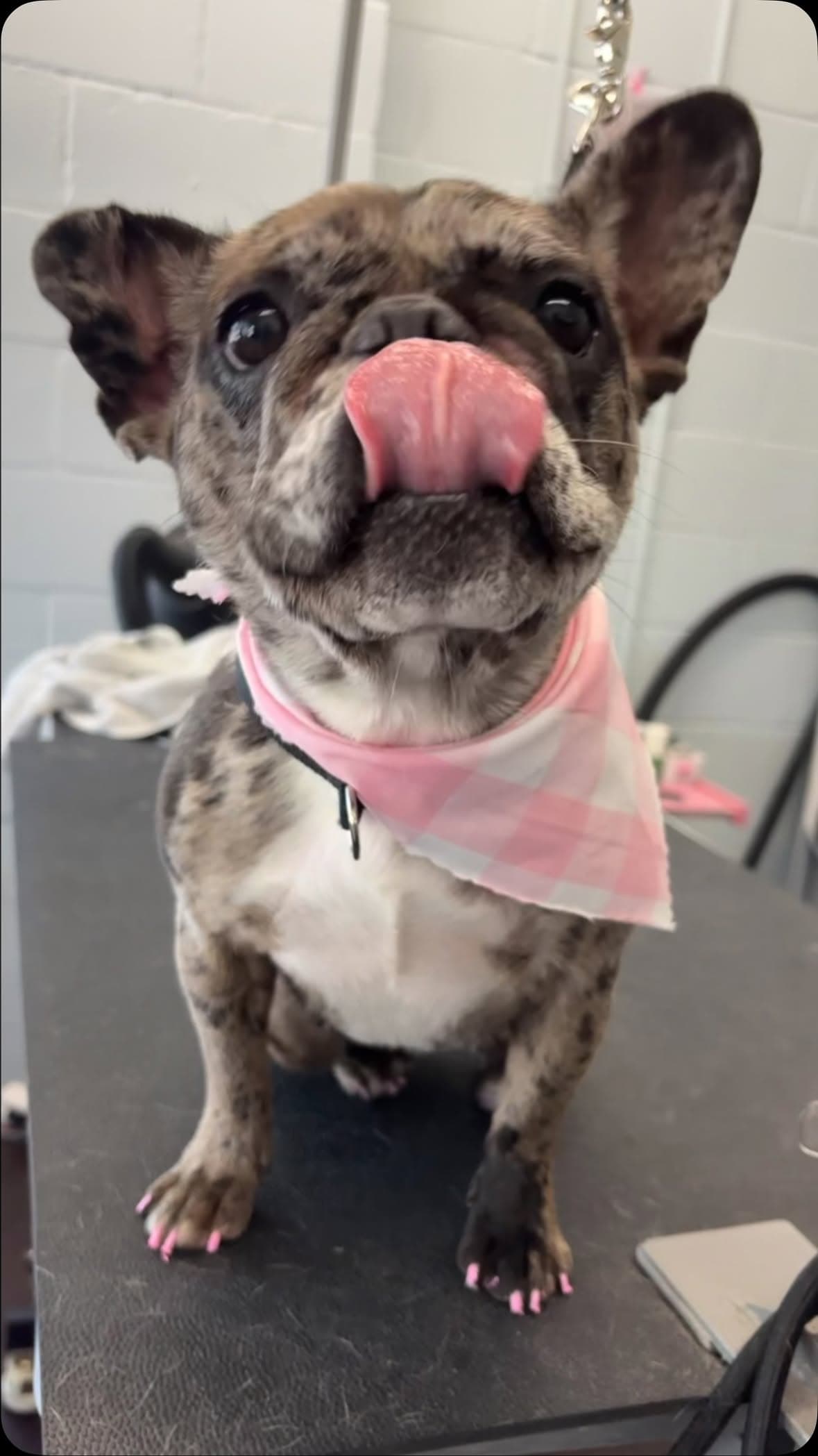 Merle French bulldog puppy licking its nose, wearing a pink gingham bandana with freshly painted pink nails