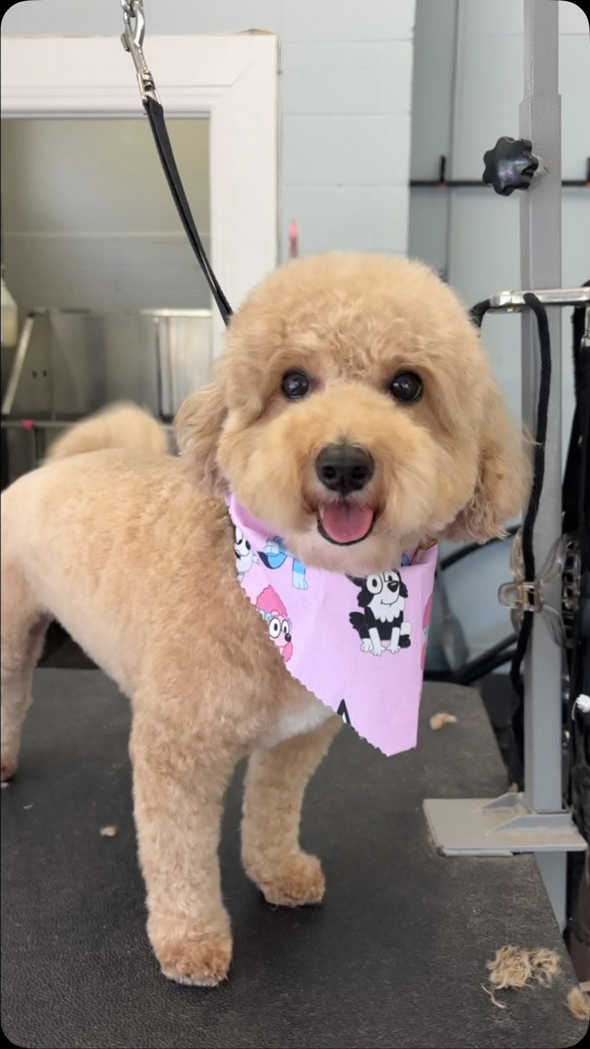 Cream goldendoodle with a round teddy-bear trim wearing a pink Bluey bandana on the grooming table