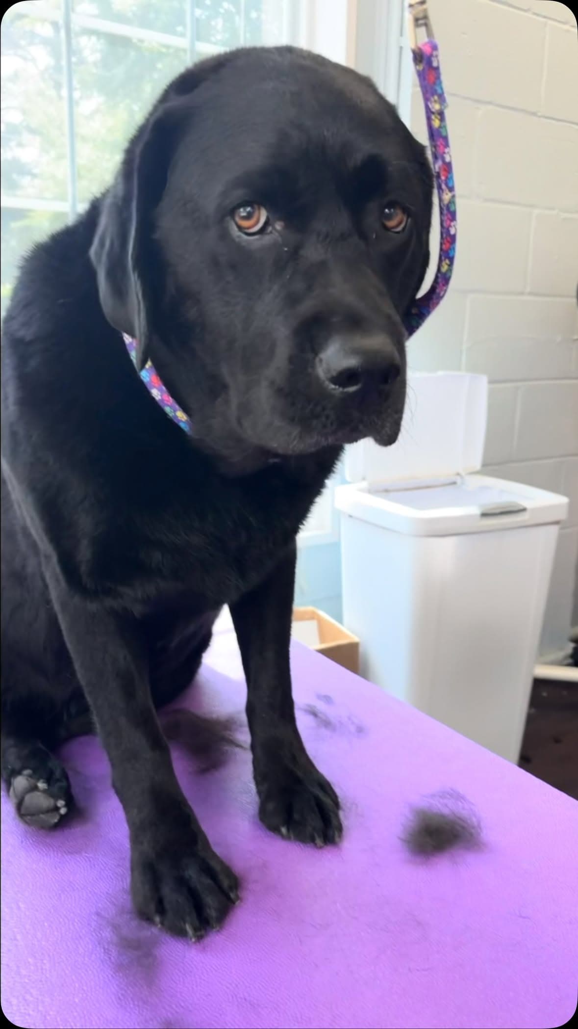 Black labrador on a purple grooming table mid de-shed, looking politely unimpressed