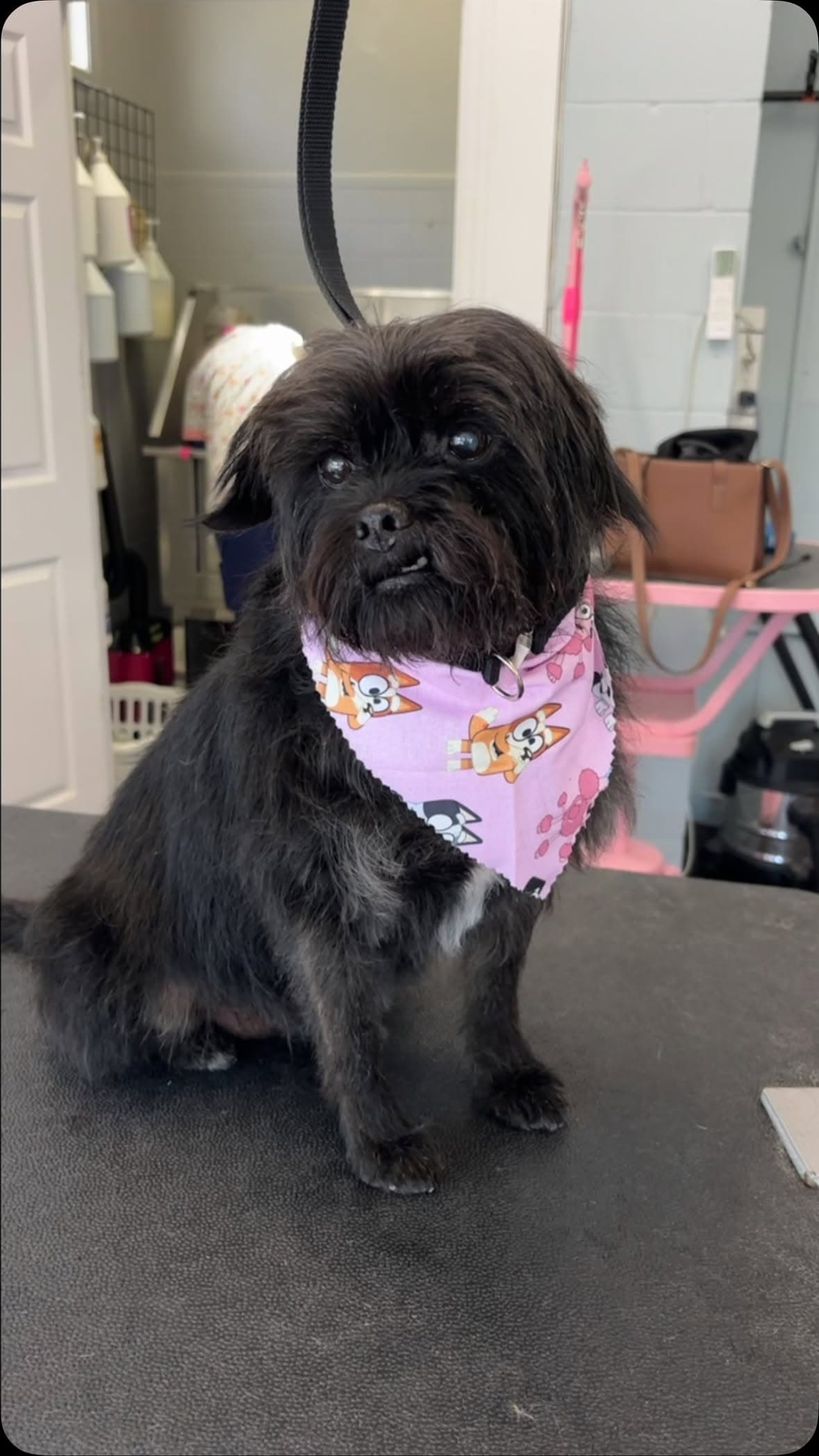 Small black shih-tzu mix in a purple Bluey bandana sitting neatly after a groom