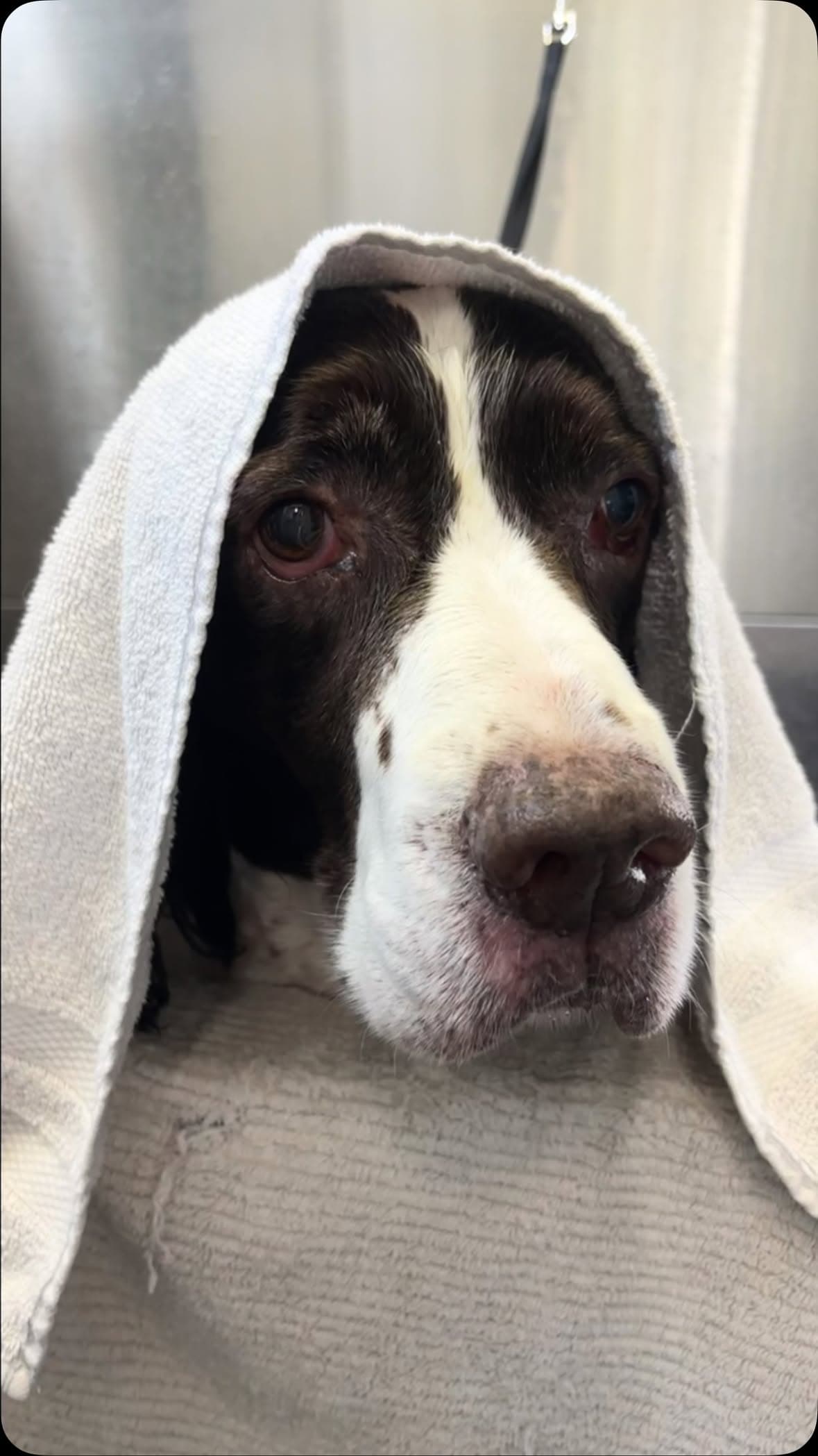 Springer spaniel peeking out from under a white towel after its bath