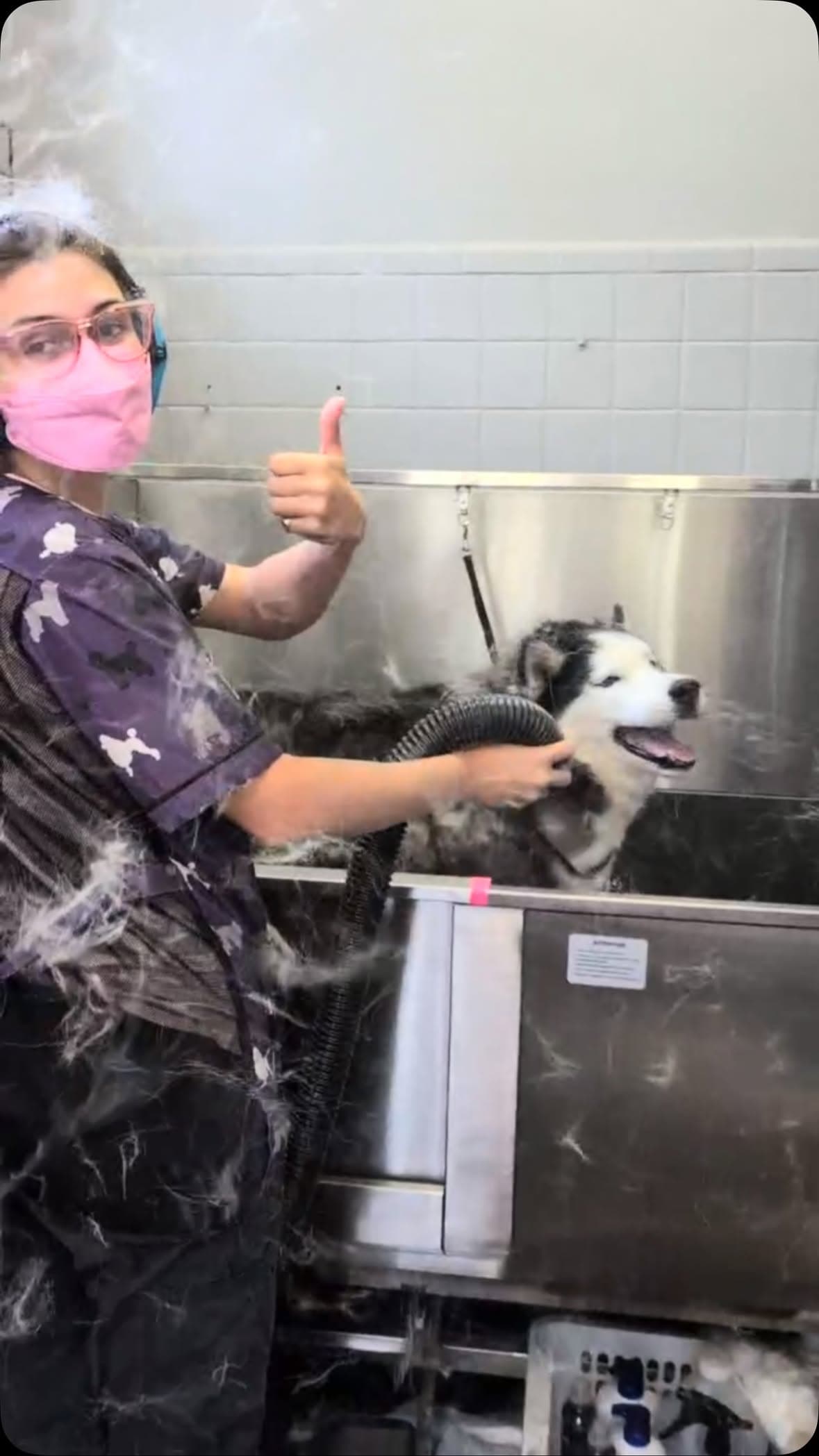 Isabel giving a thumbs up mid-groom while de-shedding a happy husky in the tub, fur flying everywhere